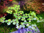 Amazon Frogbit, Limnobium laevigatum, Live Aquarium/Aquatic/Freshwater/Floating/Pond Plant/Planted Tank/Aquascaping/Paludarium by Aquarium Plant Center (12 Plants (36+ Leaves))