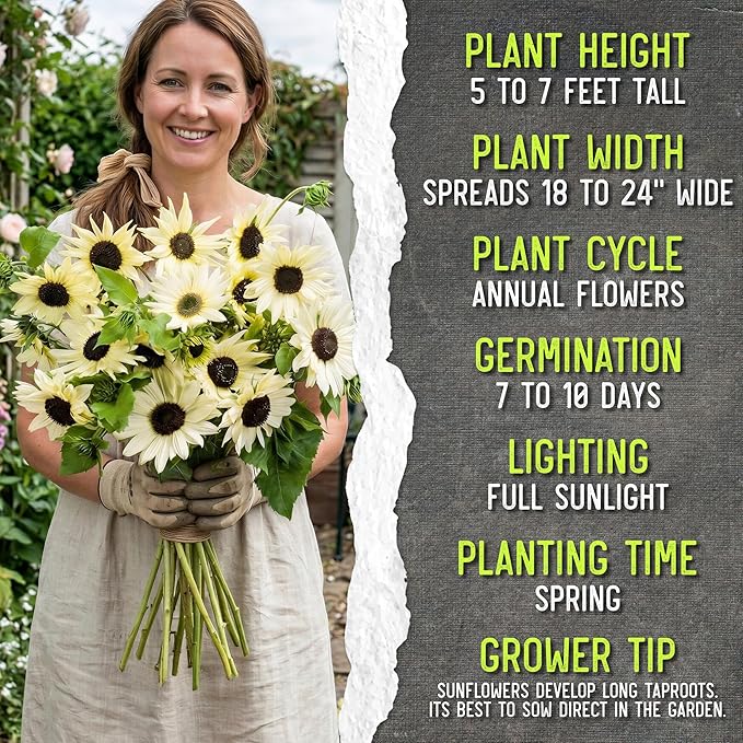 Seed Needs Sunflower Seeds for Planting Chocolate/Italian White Sunflowers - Heirloom & Open Pollinated Helianthus Seed Collection to Plant a Butterfly Garden (2 Packs)