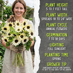 Seed Needs Sunflower Seeds for Planting Chocolate/Italian White Sunflowers - Heirloom & Open Pollinated Helianthus Seed Collection to Plant a Butterfly Garden (2 Packs)
