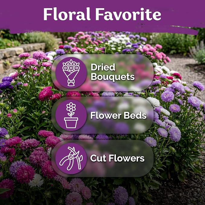 KVITER 750 Mix Powder Puff China Aster Seeds (Callistephus Chinensis) - China Aster, Cut Flowers with Long Stems, Double Flower in Seed Packets - Annual Flower Seeds for Outdoor Garden & Borders