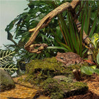Tetra ReptoHabitat Kit for Aquatic Reptiles and Amphibians, 15 Gallons, Create a Home for Aquatic Juvenile Turtles, Frogs, Newts and Salamanders, 24.4 x 12.5 x 12.7 inches