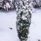 Proven Winners Stonehenge Skinny Yew (Taxus x Media) Live Plant, 4.5" Qt, 4 Pack