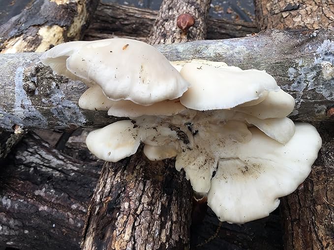 Oyster Mushroom Mycelium Plug Spawn - 100 Count - Grow Edible Gourmet & Medicinal Fungi On Trees & Logs