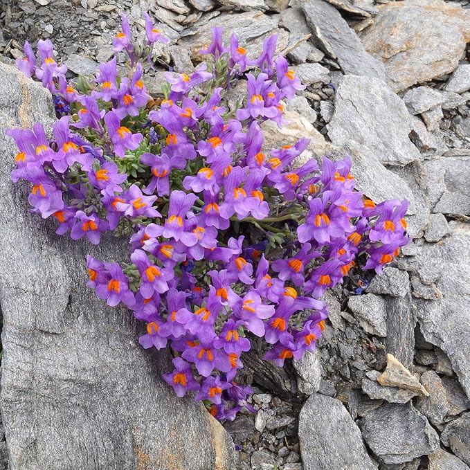 Outsidepride Linaria Alpina Alpine Toadflax Ground Cover Seeds - 500 Pcs Perennial, Dwarf Ground Cover, Attractive Green-Gray Foliage, Bright Violet Flowers Great in Full Sun & Well-Drained Rocky Soil