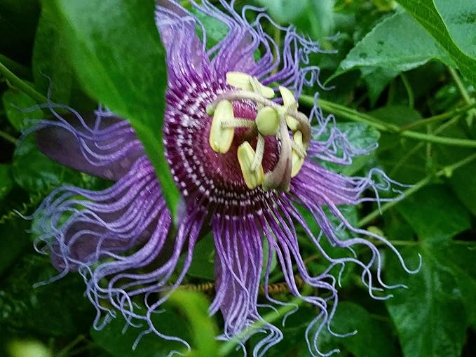 Incense - Passion Flower Vine - Passiflora Incarnata Hybrid - Live Buttefly Plant - Fragrant Purple Bloom - Emerald Goddess Gardens - Starter Sz 4 Inch Pot