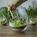 Cute Farms Terrarium Starter Kit | Moss, Vermiculite, Soil, Pebbles, Plant Food, Finishing Tools, Build and Care Guide | DIY Succulent Terrarium (Small)