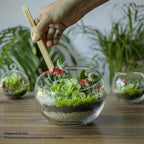 Cute Farms Terrarium Starter Kit | Moss, Vermiculite, Soil, Pebbles, Plant Food, & Finishing Tools (Large Kit + Crystals)