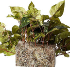 Nearly Natural 15in. Pothos Ledge Plant (Set on Foam) Silk Plant,Green