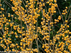 Proven Winners - Ilex verticillata Berry Heavy Gold (Winterberry) Shrub, gold berries, #2 - Size Container