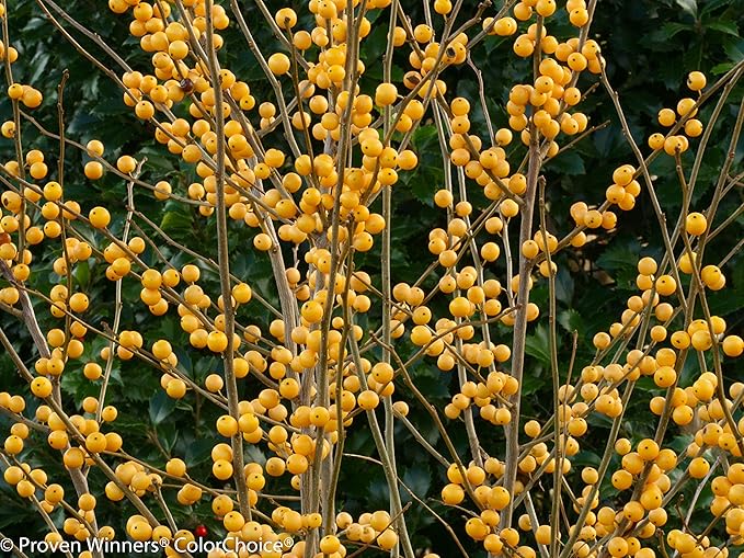 Proven Winners - Ilex verticillata Berry Heavy Gold (Winterberry) Shrub, gold berries, #2 - Size Container