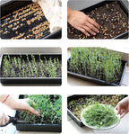 Mr. Pen- Plastic Growing Trays, 5Pack, Black, 17x10, Plant Tray, Seed Tray, Seedling Tray, Propagation Tray, Plant Trays for Seedlings, Planting Trays, Microgreens Growing Trays, Seedling Starter Tray