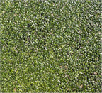 1000+ Live Duckweed Plants Lemna Minor Floating Aquarium & Pond Plant for Natural Water Gardens Fish Shrimp Betta Tanks Natural Fry Cover Fast Growing Floating Plant by Awesome Aquatic