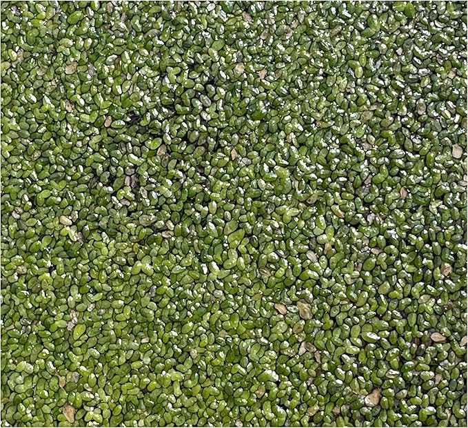 1000+ Live Duckweed Plants Lemna Minor Floating Aquarium & Pond Plant for Natural Water Gardens Fish Shrimp Betta Tanks Natural Fry Cover Fast Growing Floating Plant by Awesome Aquatic
