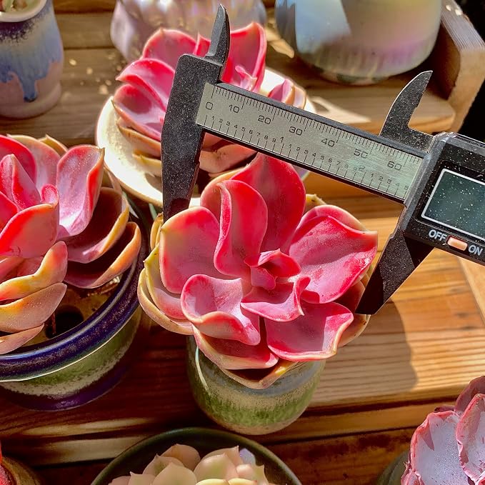 Echeveria Rainbow Variegated Rare Live Succulent Plants, Pink 1 Head 3.5" Live Plant, Package Without Pot & Soil, Garden Indoor Office Desk, Wedding Party Baby Shower Decoration, Friend Lovers Gifts