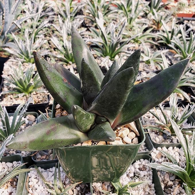 Gasteria nigricans monstrose Cacti Cactus Succulent Real Live Plant