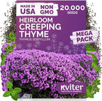KVITER 20,000 Creeping Thyme Seeds (Thymus Serpyllum) – Wild Thyme, Aromatic Ground Cover, Purple Perennial Flower Seed Packets – Great Non GMO Herb Seeds for Outdoor Garden, Landscapes & Paths