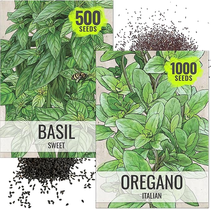 Seed Needs Sweet Basil & Italian Oregano Seeds for Planting Fresh Kitchen Herbs - Non-GMO Heirloom & Untreated Perennial & Annual Herb Seed to Plant a Culinary Garden Indoors or Outdoors (2 Pack Duo)