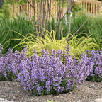 Nepeta ‘Cat’s Pajamas’, Catmint Live Plant, Proven Winners, Fragrant, Potted Perennial that is Ready for Planting, not Seeds, Container Size: 4.5"