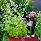 Bonnie Plants Catnip, Live Plants, with Miracle-Gro Pour & Feed Singles Ready-to-Use Plant Food, 4-Pack, Easy-to-Grow Treat for Cats, Great for Container Gardens, 19.3 oz.