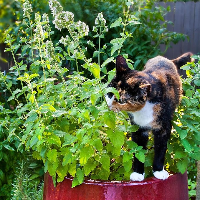 Bonnie Plants Catnip, Live Plants, with Miracle-Gro Pour & Feed Singles Ready-to-Use Plant Food, 4-Pack, Easy-to-Grow Treat for Cats, Great for Container Gardens, 19.3 oz.