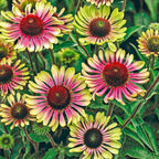 100+ Green Twister Coneflower Flower Seeds for Planting Outdoor-Rare Echinacea Purpurea 'Green Twister' Flower Plant Seeds for Garden Home Deer Resistant Non-GMO
