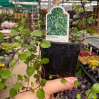 Wire Vine, Large Leaf, Live Plant, 4" Growers Pot