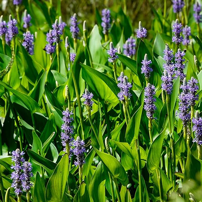 Chalily Purple Pickerel Rush, a Great Live Pond Plant for Your Water Garden. Filters The koi and Goldfish Pond. Good for Bogs, Plant Shelf or Shallow Water This marginal Aquatic is a Real Beauty