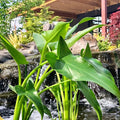 Chalily Arrow Arum, a Great Live Pond Plant for Your Water Garden. Filters The koi and Goldfish Pond. Good for Bogs, Plant Shelf or Shallow Water This marginal Aquatic is a Real Beauty