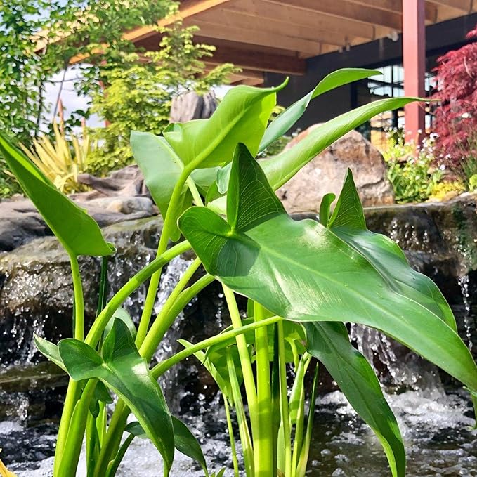Chalily Arrow Arum, a Great Live Pond Plant for Your Water Garden. Filters The koi and Goldfish Pond. Good for Bogs, Plant Shelf or Shallow Water This marginal Aquatic is a Real Beauty