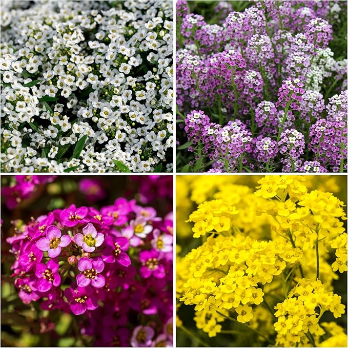 Seed Needs Heirloom Alyssum Flower Seed Packet Collection Variety Pack (Includes 4 Packets) Basket of Gold, Royal Carpet, Dwarf Pink & Carpet of Snow - Perfect for Rock Gardens
