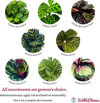 BubbleBlooms Calathea Assortment Set, 2 inch pots, 5 Different Prayer Plants, pet Friendly Indoor Low Light