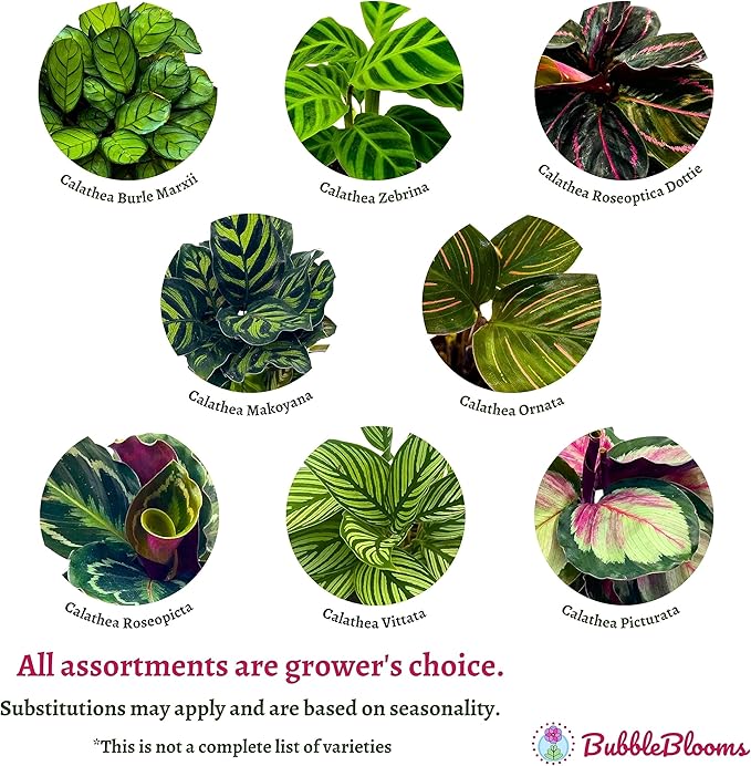 BubbleBlooms Calathea Assortment Set, 2 inch pots, 5 Different Prayer Plants, pet Friendly Indoor Low Light