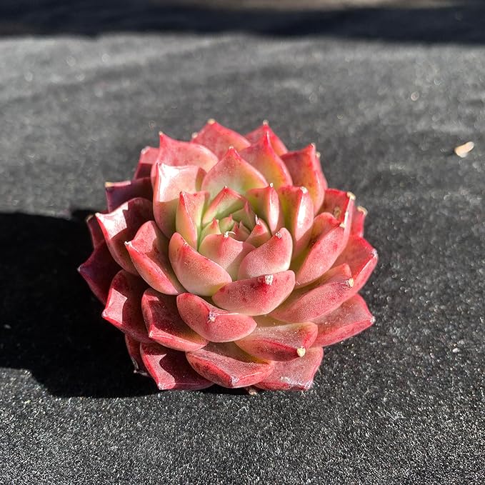 FWPP Succulents Plants Live Echeveria Small Conch,Mini Succulents Red 3 inches Mini Succulents,Bare Root Without Pot,Succulent Plant Live Decoration Plant Gifts