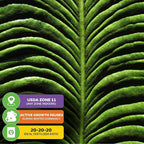 King Veitchii Anthurium - Anthurium Veitchii by Wellspring Gardens - Live Starter Plant - Live Indoor Plant - Ideal Air Purifying Plant for Home or Office, Great for Indoor Gardening