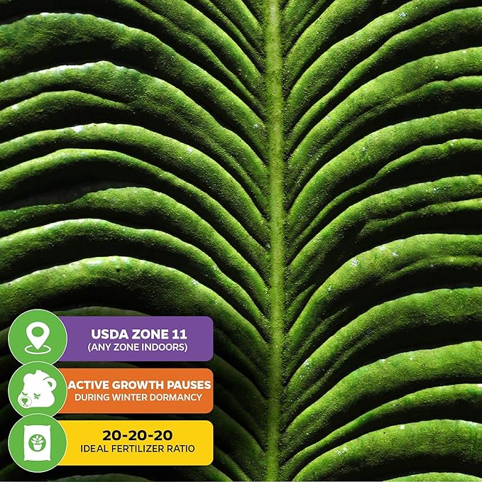 King Veitchii Anthurium - Anthurium Veitchii by Wellspring Gardens - Live Starter Plant - Live Indoor Plant - Ideal Air Purifying Plant for Home or Office, Great for Indoor Gardening