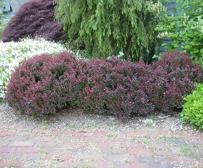 Crimson Pygmy Dwarf Barberry - Live Plant - (1 QT)