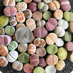 Lithops Random Mix Rare Live Succulent Plants, 30/50/100 Pcs Succulent Live Plant, Bare Root Without Pot Soil, Garden Indoor Office, Friend Plant Lovers Gifts (Large)