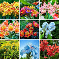 Canna Lily Seeds for Planting, 10pcs Perennial Canna Flower Seeds Non-GMO Heirloom Rare Cut Flower Plants, Open Pollinated Beauty Home Garden for Outdoors