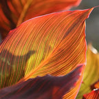 10 Tropicana Canna Lily Seeds - Exotic Foliage Perennial Flower for Home Garden Yard Planting