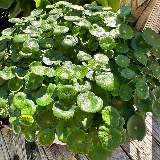 Pennywort Live Plant, Also Know as hydrocotyle vulgaris aqurium Plant, a Live Bundle Plant for Home or Garden, Easy to Grow in Pond or Moist Pot.