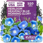 KVITER 150 Heavenly Blue Morning Glory Seeds Bulk (Ipomoea Tricolor) – Heirloom Seed Packets – Climbing Flower Seeds for Planting Outside, Blue Blooms for Home Garden Trellises, Fences