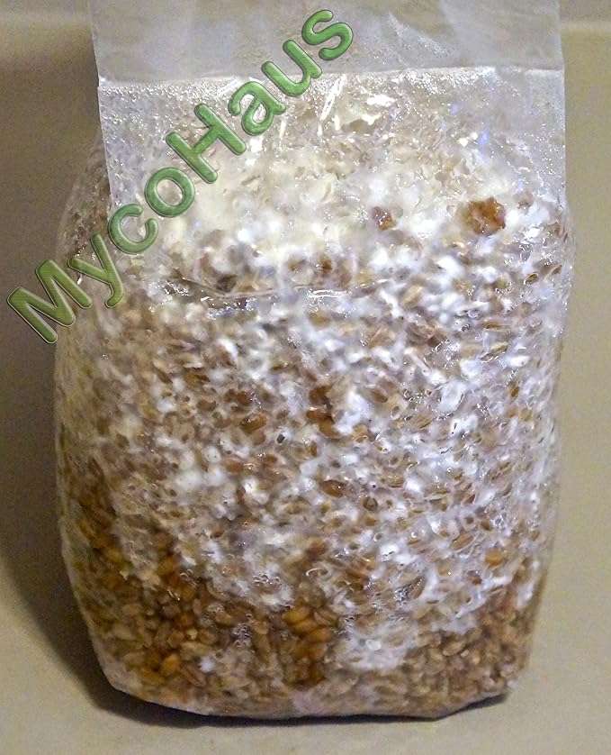MycoHaus Mushroom Growing Kit | Sterilized Rye Grain | Magic Indoor Grow Bags for Mushrooms | Shroom Home Cultivation Magic Supplies | Without Spores | Without Injection Ports | 1 Pound (12 Pack)