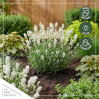 Live Lavender 2-Pack – White – Fragrant Sun Perennial Herb, Pollinator Friendly, 10” Tall, 1 Qt Pot