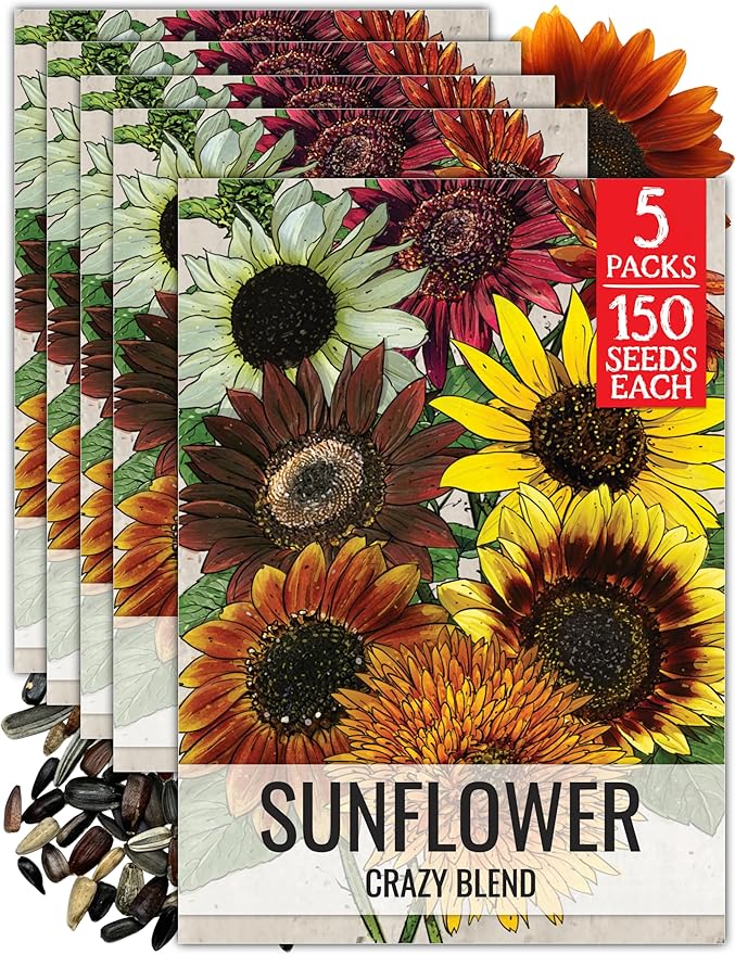 Seed Needs Crazy Sunflower Seeds for Planting Multicolor Sunflowers - Heirloom & Open Pollinated Flowers to Grow a Beautiful Outdoor Butterfly Garden (5 Packs)