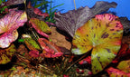 Red Tiger Lotus Lily Bulb Nymphea zenkeri Live Aquarium Plant Guarantee to Grow Rhizome Root Also for Bonsai Bowl or Patio Water Feature Awesome Aquatic (1, Red Tiger Lotus)