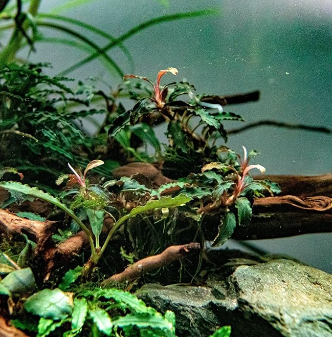 Bucephalandra ‘Godzilla’ Easy Live Aquarium Plants for Aquatic Freshwater Fish Tank