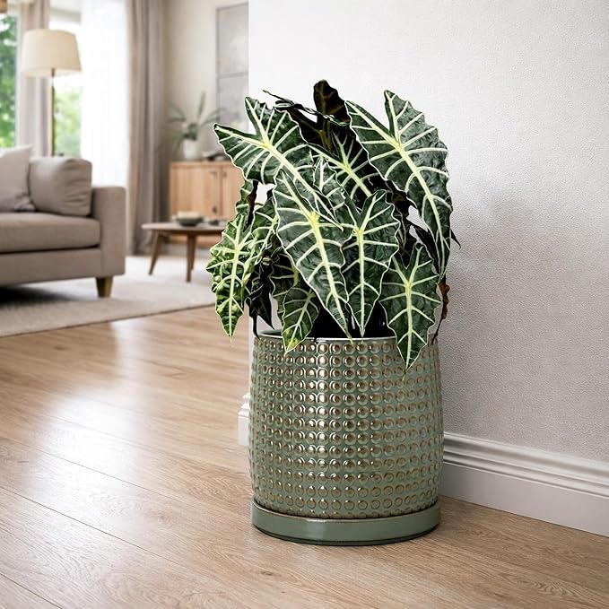 D'vine Dev 10 Inch Ceramic Beaded Stoneware Planter Pot - Flower Pot with Drainage Holes and Saucers for Indoor Succulent Plants or Flowers, Olive, 27-C-P-0