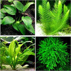 Anubias + Hornwort + Amazon Sword + Java Moss - 4 Types of Easy/Beginner Live Aquarium Plants - Great Selection for Any Tank! Instantly Beautify Your Tank with These Stunning Live Plants! BUY2GET1