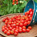 Bonnie Plants Husky Red Cherry Tomato Plugs, Live Plants, Ideal for Containers, Raised Beds, and In-Ground Gardens, Sweet Cherry Tomato Good for Fresh Eating and Cooking, 3 Cubic in., 6-Pack
