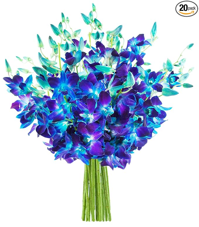 KaBloom - Bouquet of 20 Fresh Blue Dendrobium Orchids without vase - Fresh Flowers for Birthday, Valentine's & Mother's Day